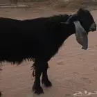تيس فحل
