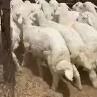 بهم حري للبيع