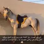 حصان شعبي