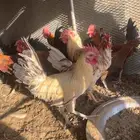 دايكه للبيع و دجاج