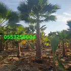 نخل واشنطني 055.325.6004