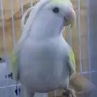 ذكرين روز للبيع