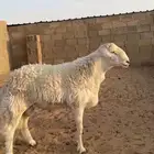 للبيع فحل مشروط صنف الصنف حري
