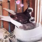 حمام قطيفي