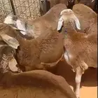 طليان سواكن حمري