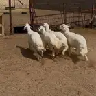 4 خرفان جبر فل شحم