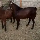 تيس محايلي ثني شرط القريع