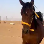 مهر. كفو الاب جنس جوي