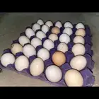 بيض بلدي