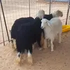 ثلاثه نجد سنه جذع وحري واحد وعنز معه 2 سلم روم وحري جذع