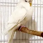 انثى بادجي انجليزي ( تم البيع )