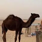 قعود