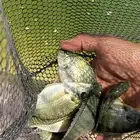 للبيع سمك اصباعيات