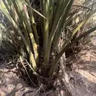 فسايل صفاوي