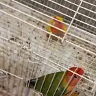 جوز روز