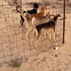 ابحث عن سلوقي او سلقه