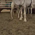 للبيع ناقه عشرا طيبه
