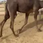 قعود فاخر وكفو و مغلق فل مسكت للبيع التواصل اتصال