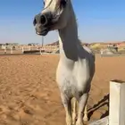 حصان واهو اوراق للبيع