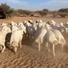 خرفان العدد 35