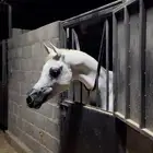حصان واهو رفيع