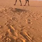 ضروبه عشراء