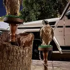 نسوي اعلان و تسويق مجان في سنابي