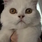 قطه شيرازي صغيره للبيع