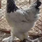 بيض دجاج براهما مخصب للفقاسة