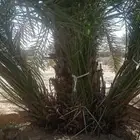 نخل للبيع