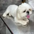 كلب للبيع عمره سنه مدرب معه جواز