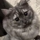 قط شيرازي ذكر