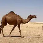 ناقه بكره