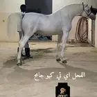 مهر واهو ماكس العمر 6 شهور صور ابوه وامه