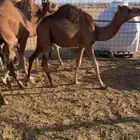 حشو مفاريد حمر