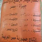 بذور برسيم