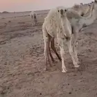 قعودين للبيع