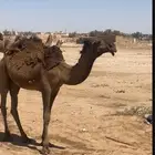بكره طيبه