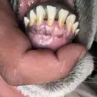 طلي حري صنف