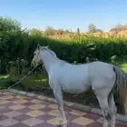 حصان شعبي