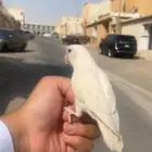 روز هدد