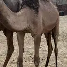 بكره للبيع