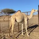 ناقه سودانيه