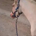 خيل شعبي