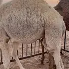 حشو على حليب