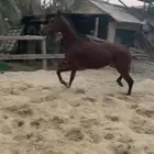 فرس شعبيه من الفواخر