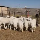 12 رخل حرية صنف