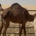 للبيع قعدان قعود قصب بكره