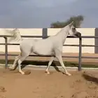 فرس واهو مكس فاخره