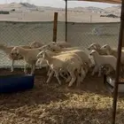 بهم حري